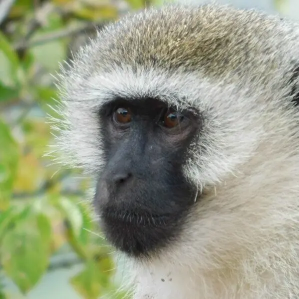 vervet monkey face close up