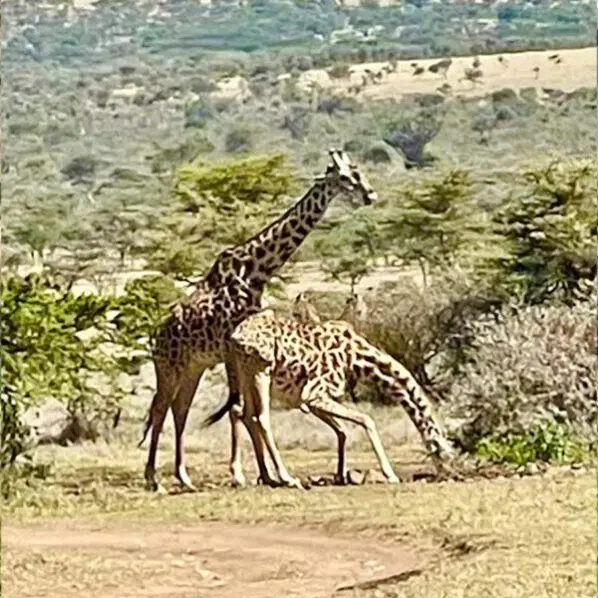 Two giraffes necking in acacia bushland