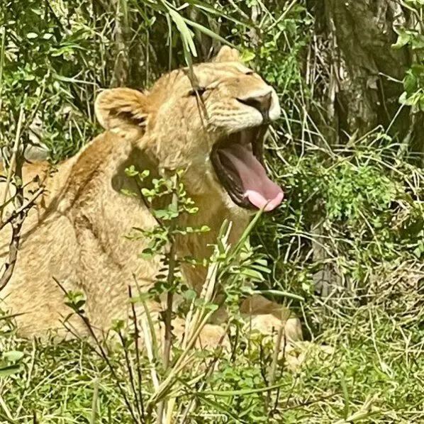Young lion yawning in green brush