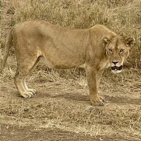 Lioness standing on a dirt track in dry grass, looking at the camera