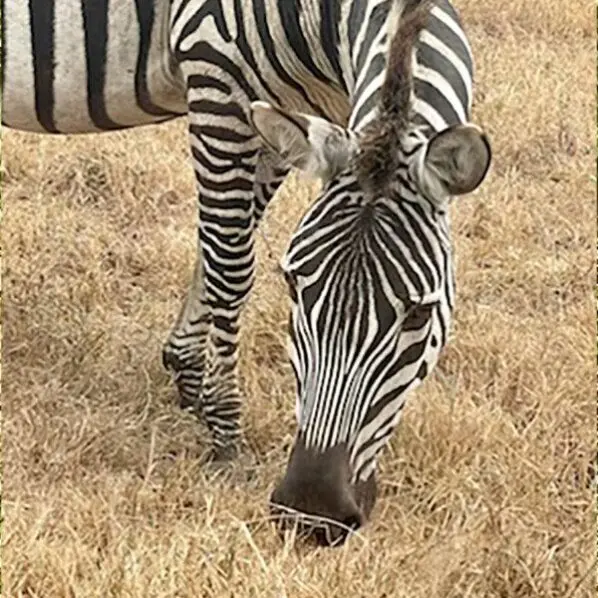 Zebra grazing on dry grass