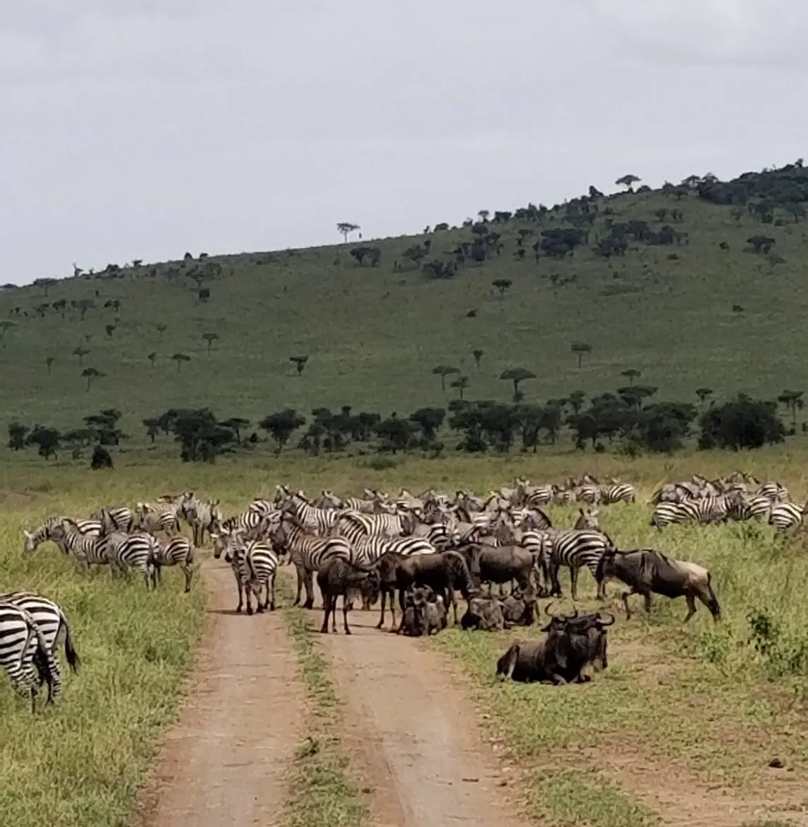 zebras and wildebeests in road in tanzania