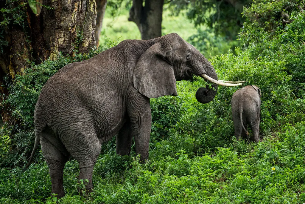 Elephant and calf feeding in lush green forest