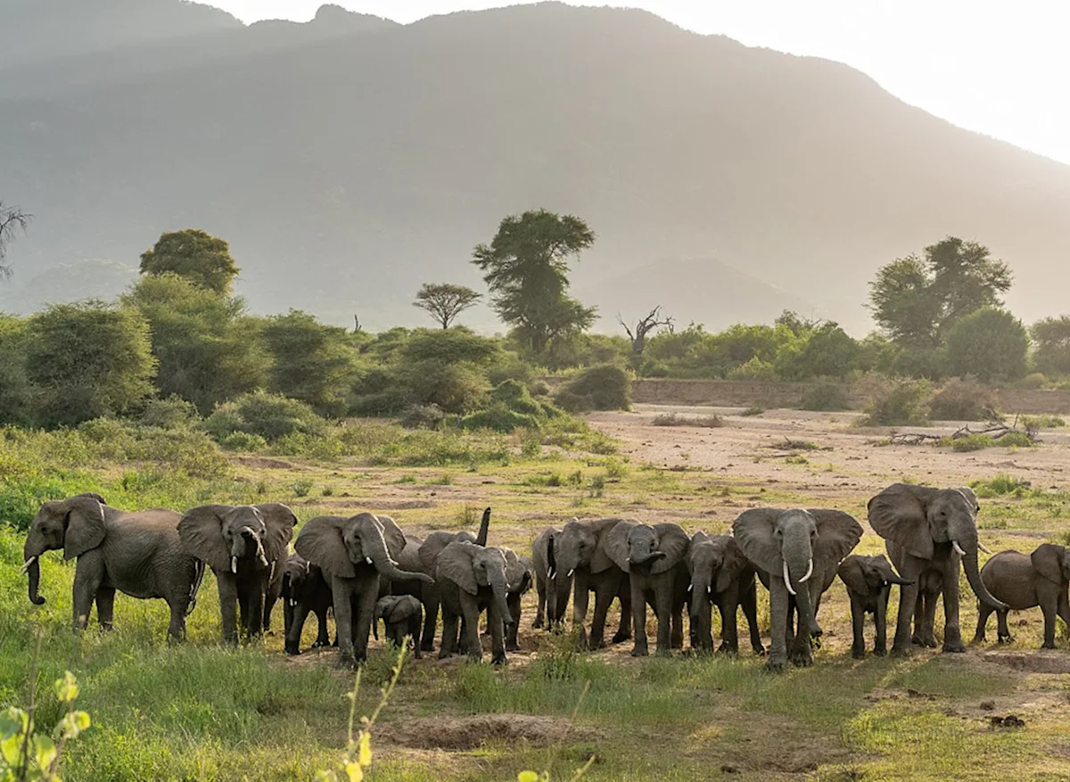 An elephant herd on the riverbed at Namunyak Wildlife Conservancy.