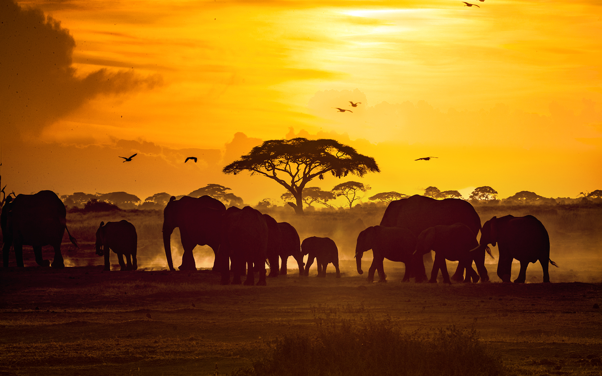 Elephant herd silhouetted against a golden sunset beneath an acacia tree