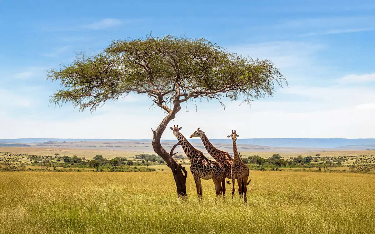 Three giraffes standing beneath a flat-topped acacia tree on grassy plains