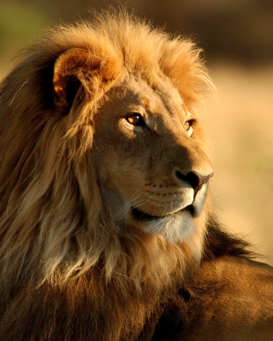 A male lion with a golden mane looks off to the right in warm evening light.