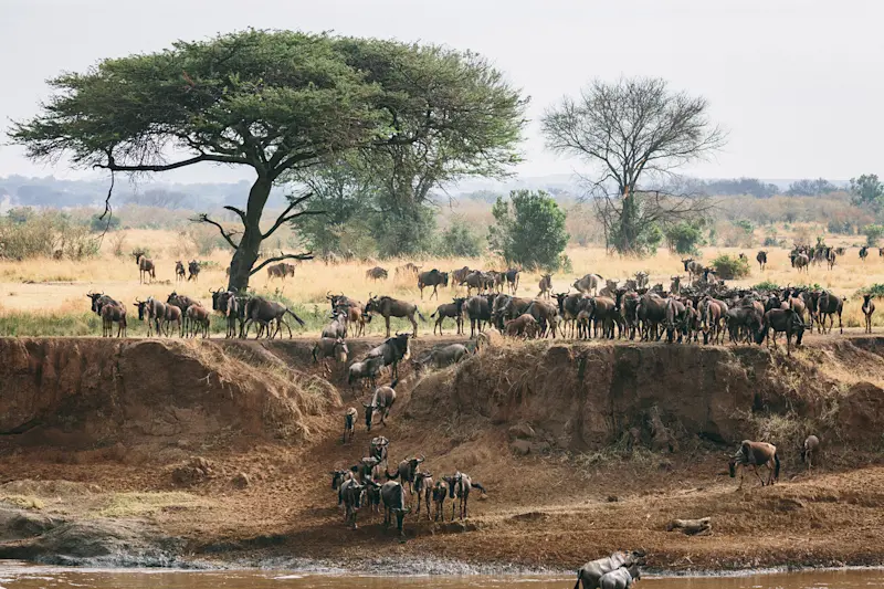 Wildebeest massing along the riverbank in the northern Serengeti.