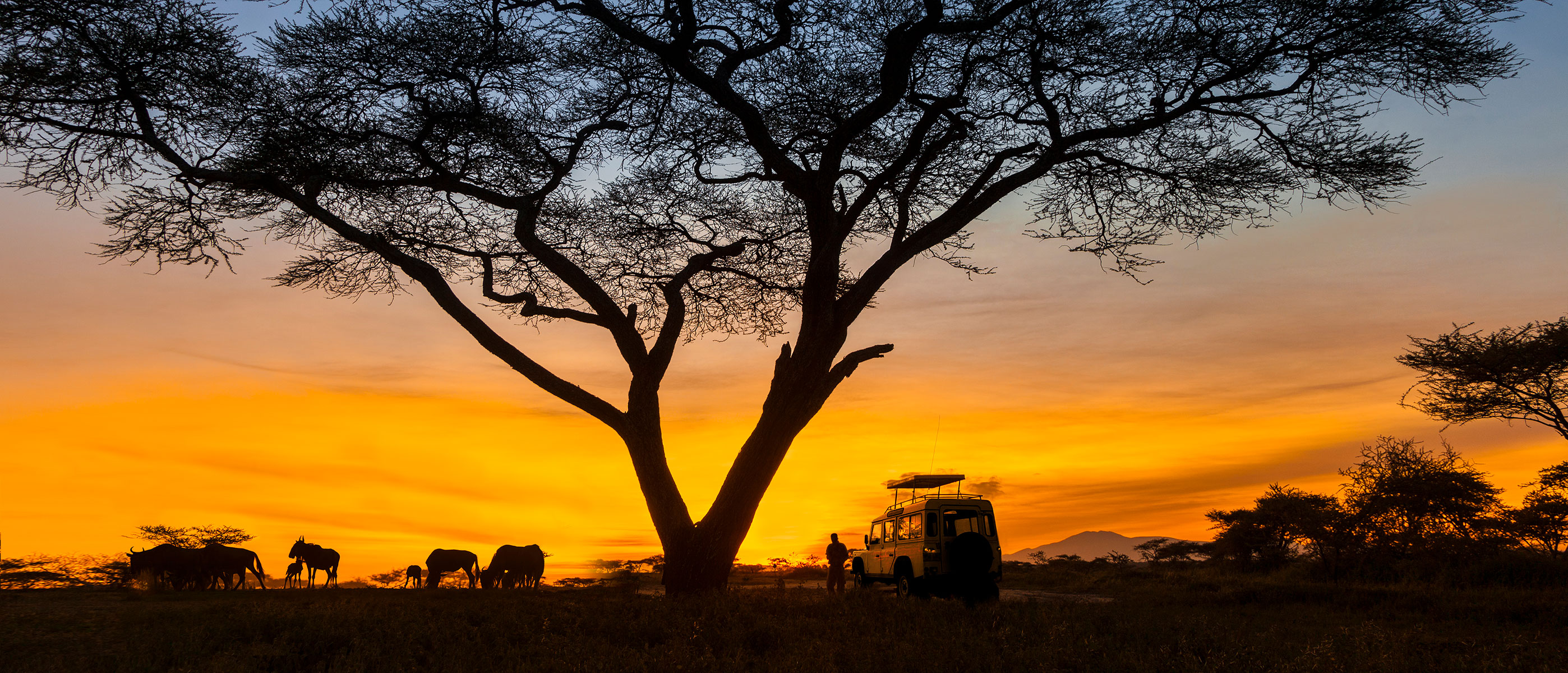 A safari vehicle parked beside an acacia tree at sunset on the Tanzanian plains.