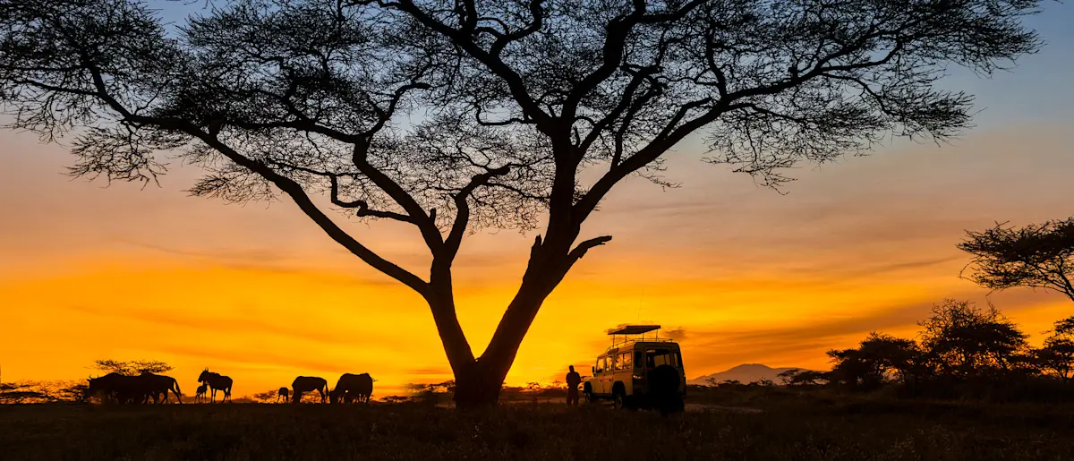 A safari vehicle parked beside an acacia tree at sunset on the Tanzanian plains.