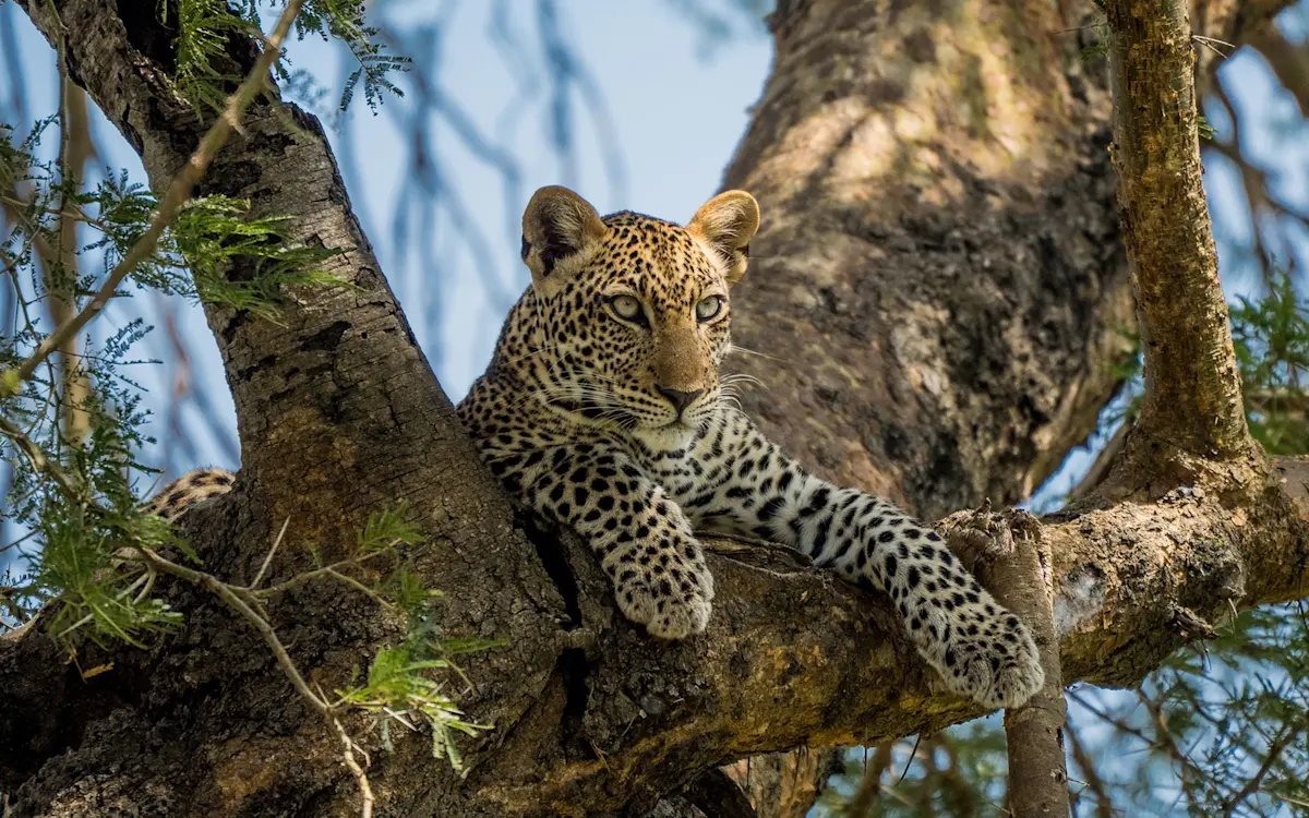 A leopard stretched along a branch in Nyerere National Park.