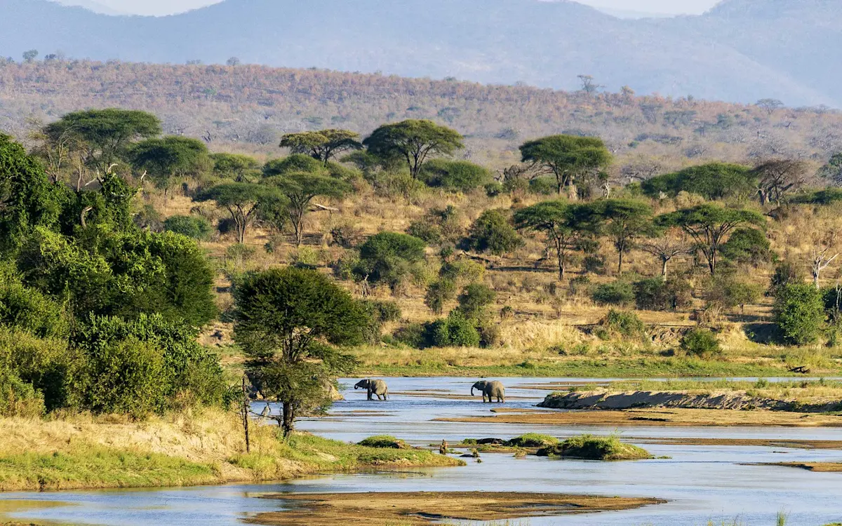Elephants at the river in Ruaha National Park.