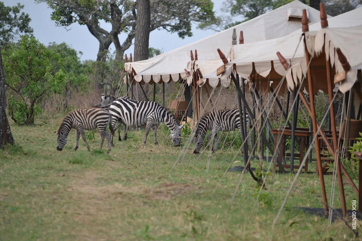 Zebras grazing beside canvas tents in camp