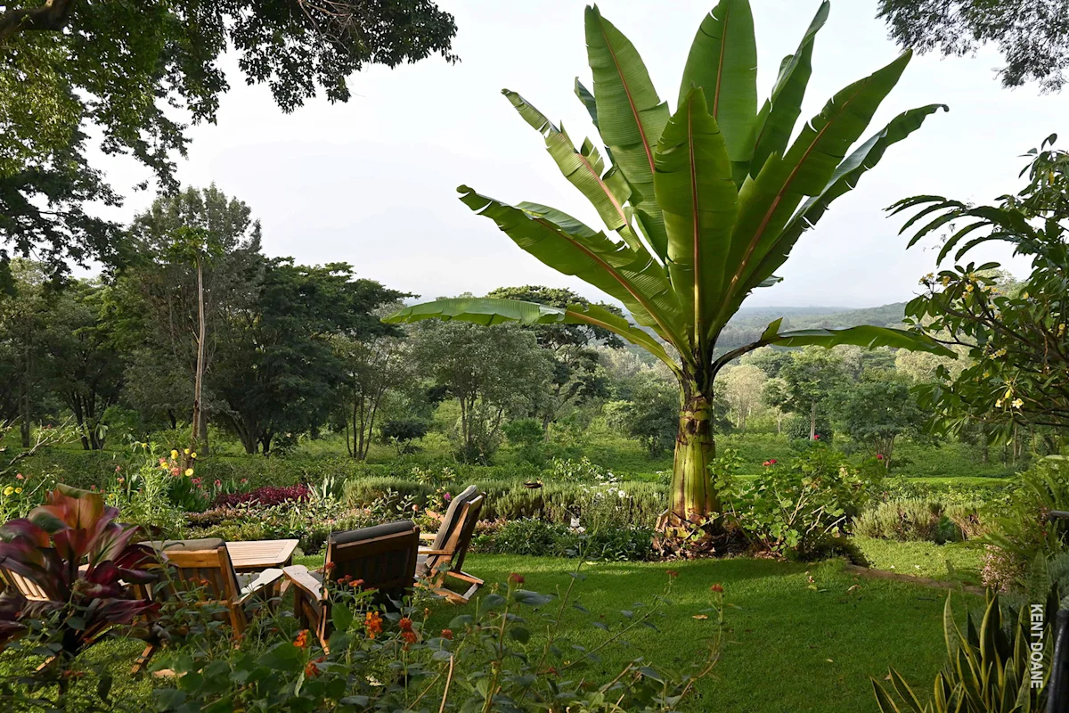 Garden seating among lush plants and a banana tree at Gibb's Farm