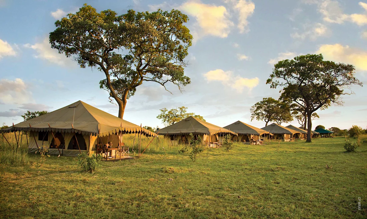 Row of canvas safari tents on green grass beneath trees