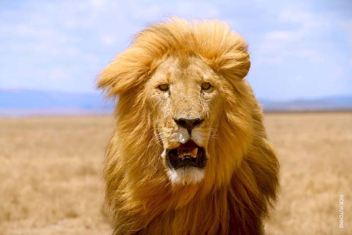 Close-up of a male lion with a windblown mane on golden grassland