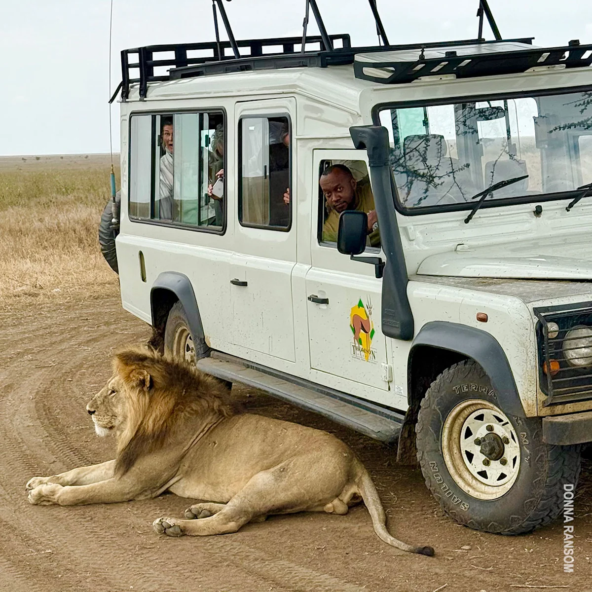Male lion lying in the road beside a safari vehicle as travelers watch from the windows