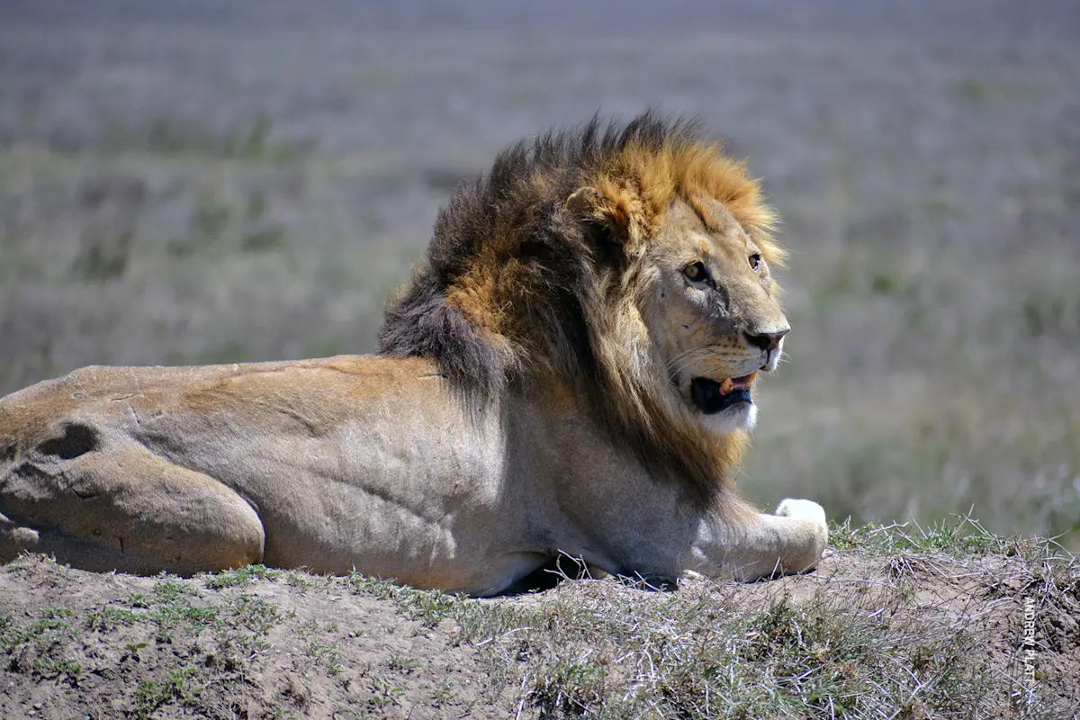 male lion in serengeti