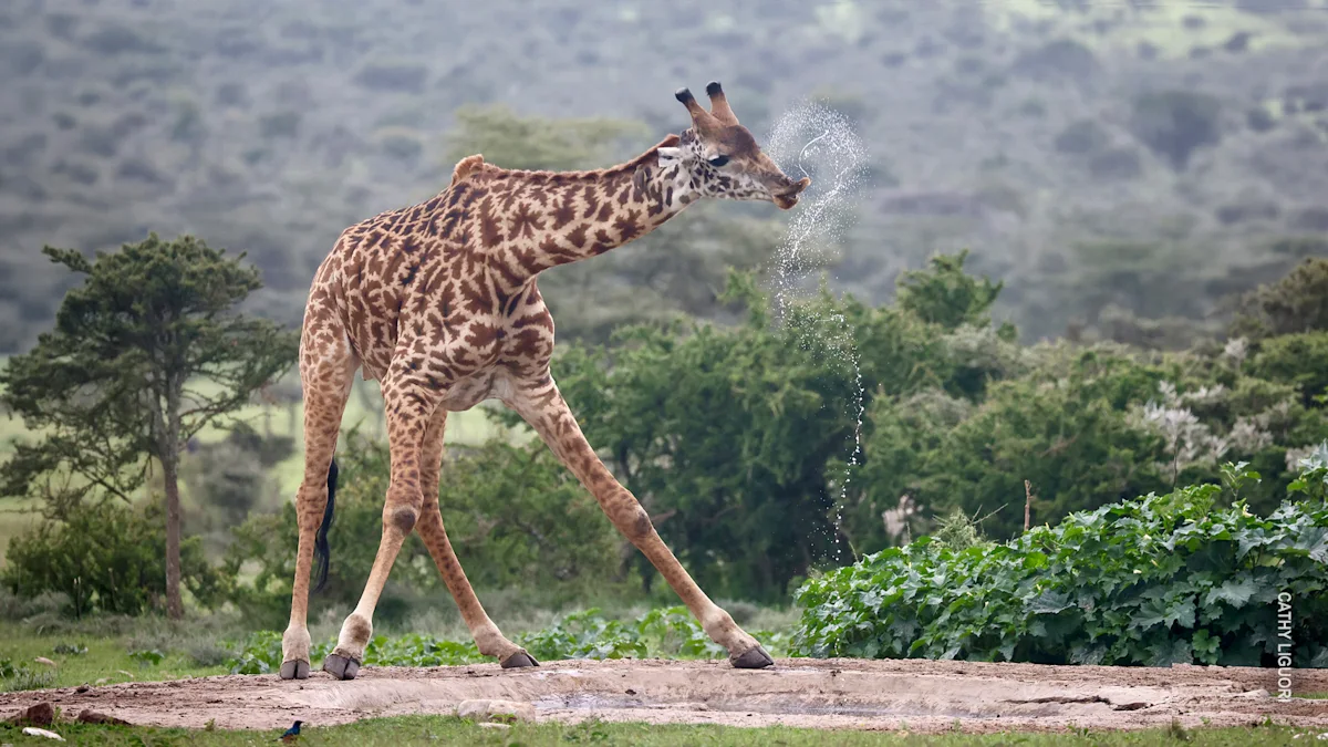 Giraffe splaying its legs at a water hole, water spraying from its mouth