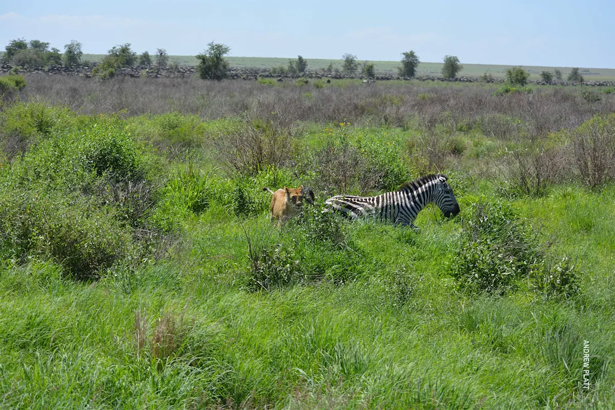chase sequence 1 of lion hunting zebra in serengeti