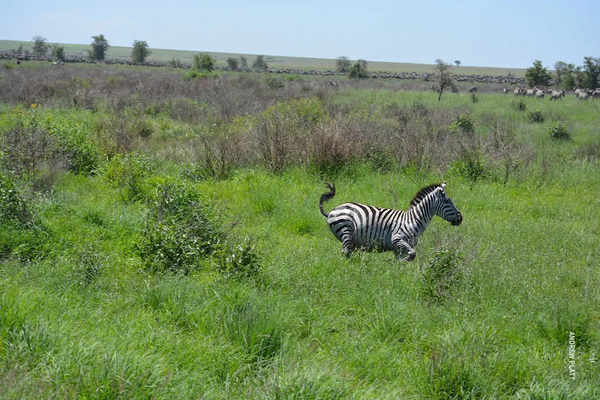 chase sequence 4 of lion hunting zebra in serengeti