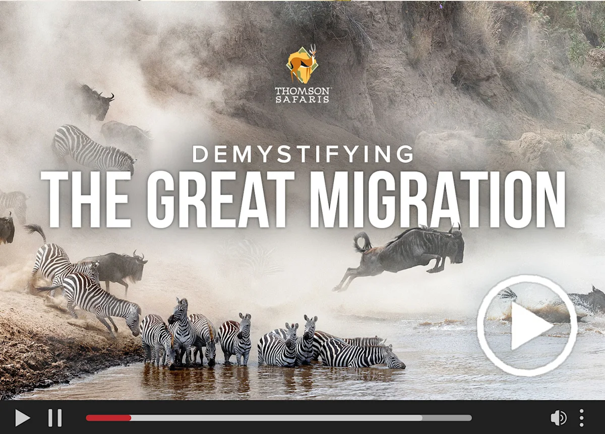 Video thumbnail: "Demystifying the Great Migration" with zebras and wildebeest crossing a river