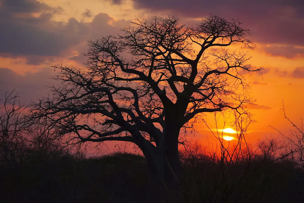 baobab tree at thomson safaris nyumba camp in tarangire national park