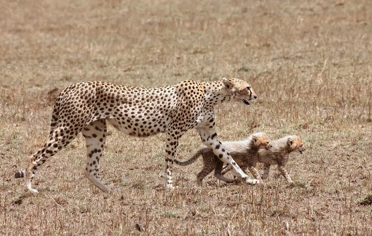 cheetah walking through dry grass in serengeti with her two cubs