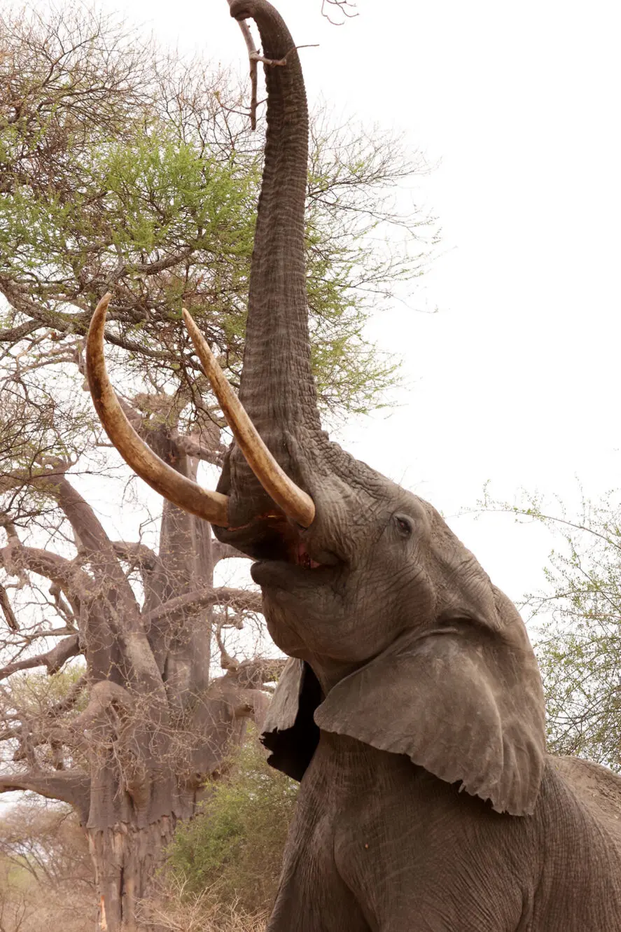 elephant with trunk raised to reach tall tree branches in tanzania