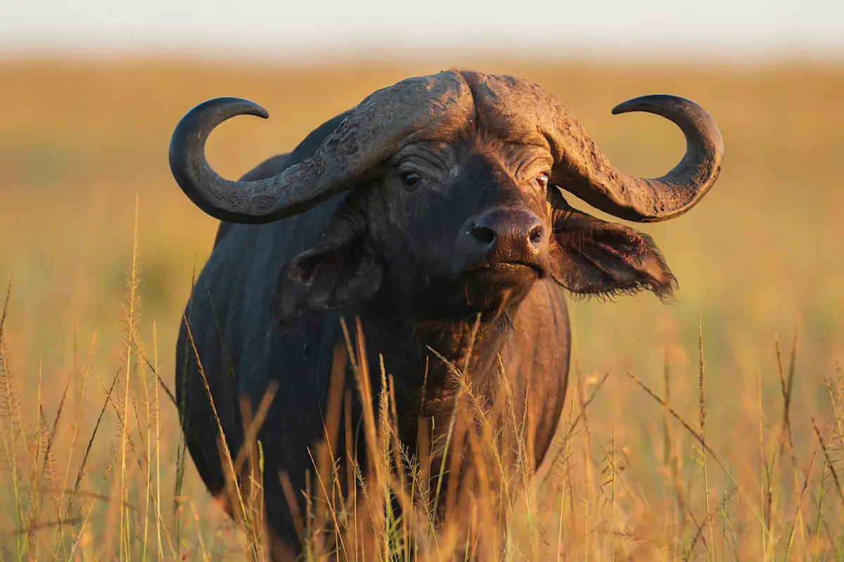 Cape buffalo with curved horns standing in tall golden grass