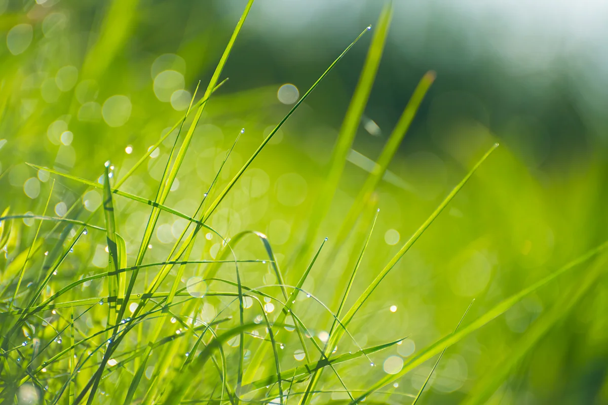 Close-up of green grass blades with dew drops