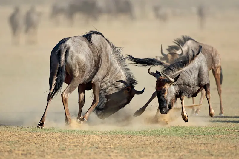 Two wildebeest bulls clashing horns in a cloud of dust