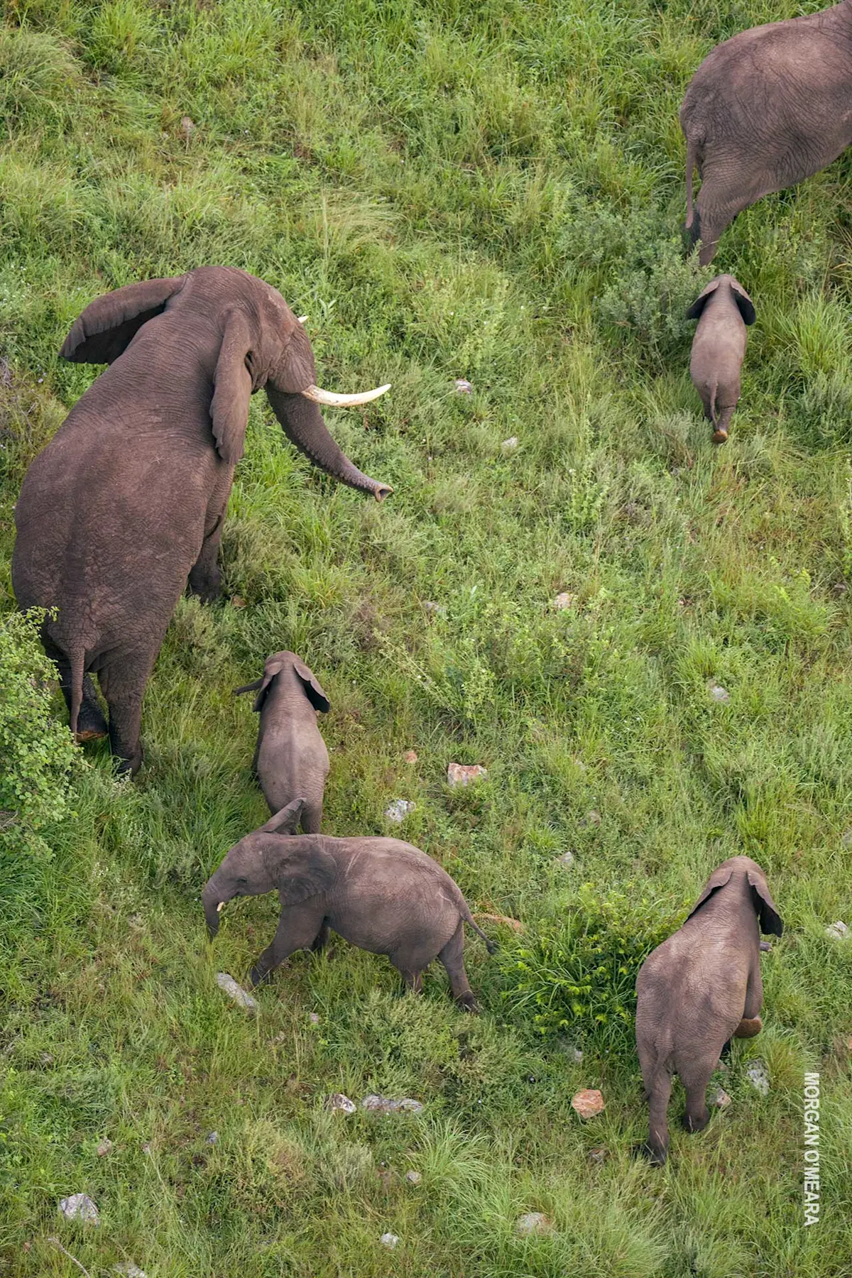 Aerial view of an elephant herd with calves on a green hillside
