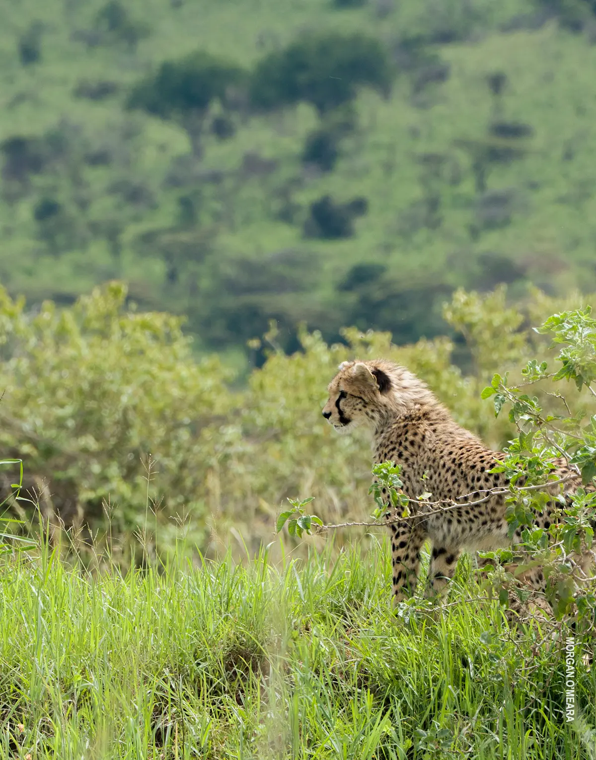 Cheetah cub sitting in tall green grass below a wooded hillside
