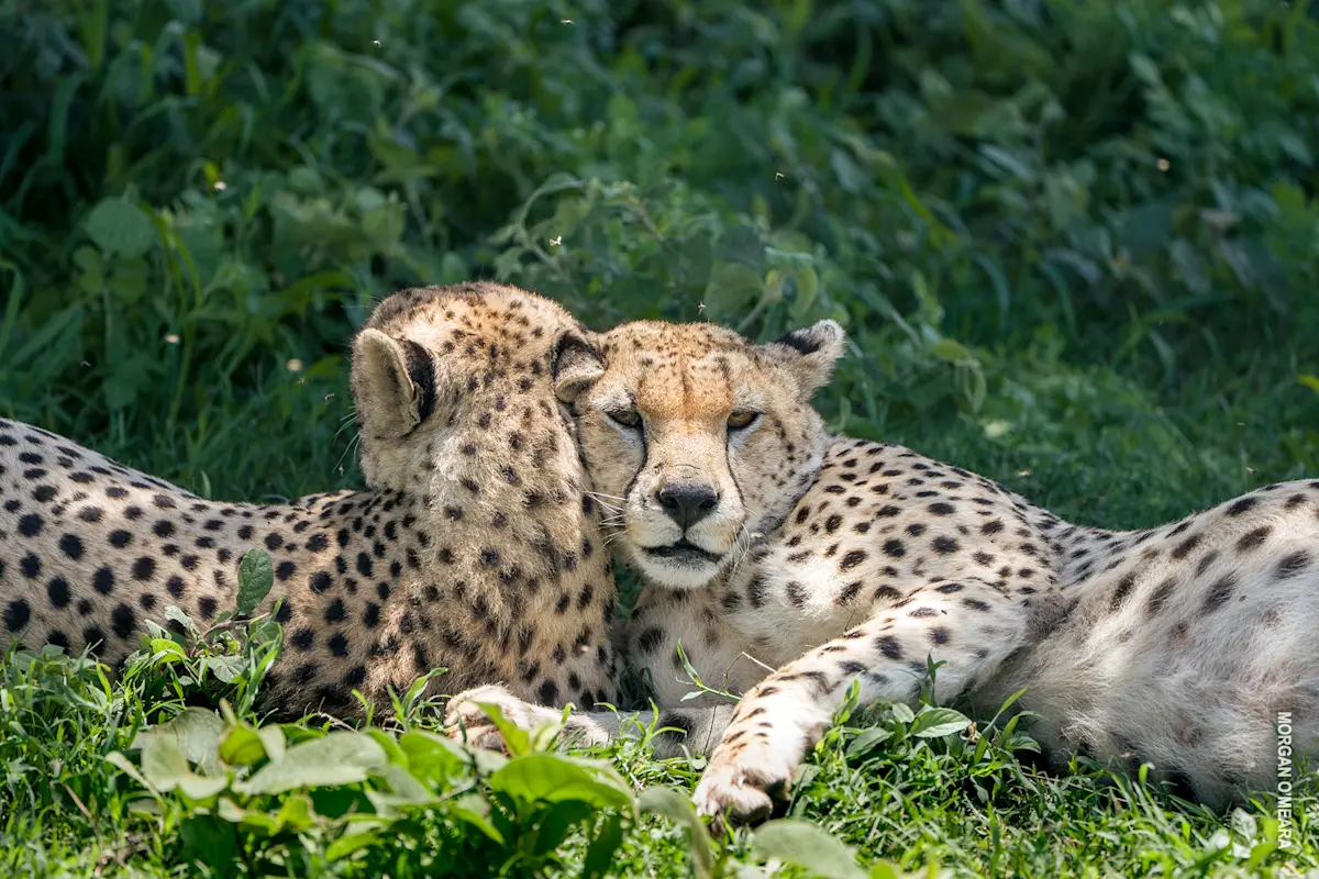 Two cheetahs lying together in green grass