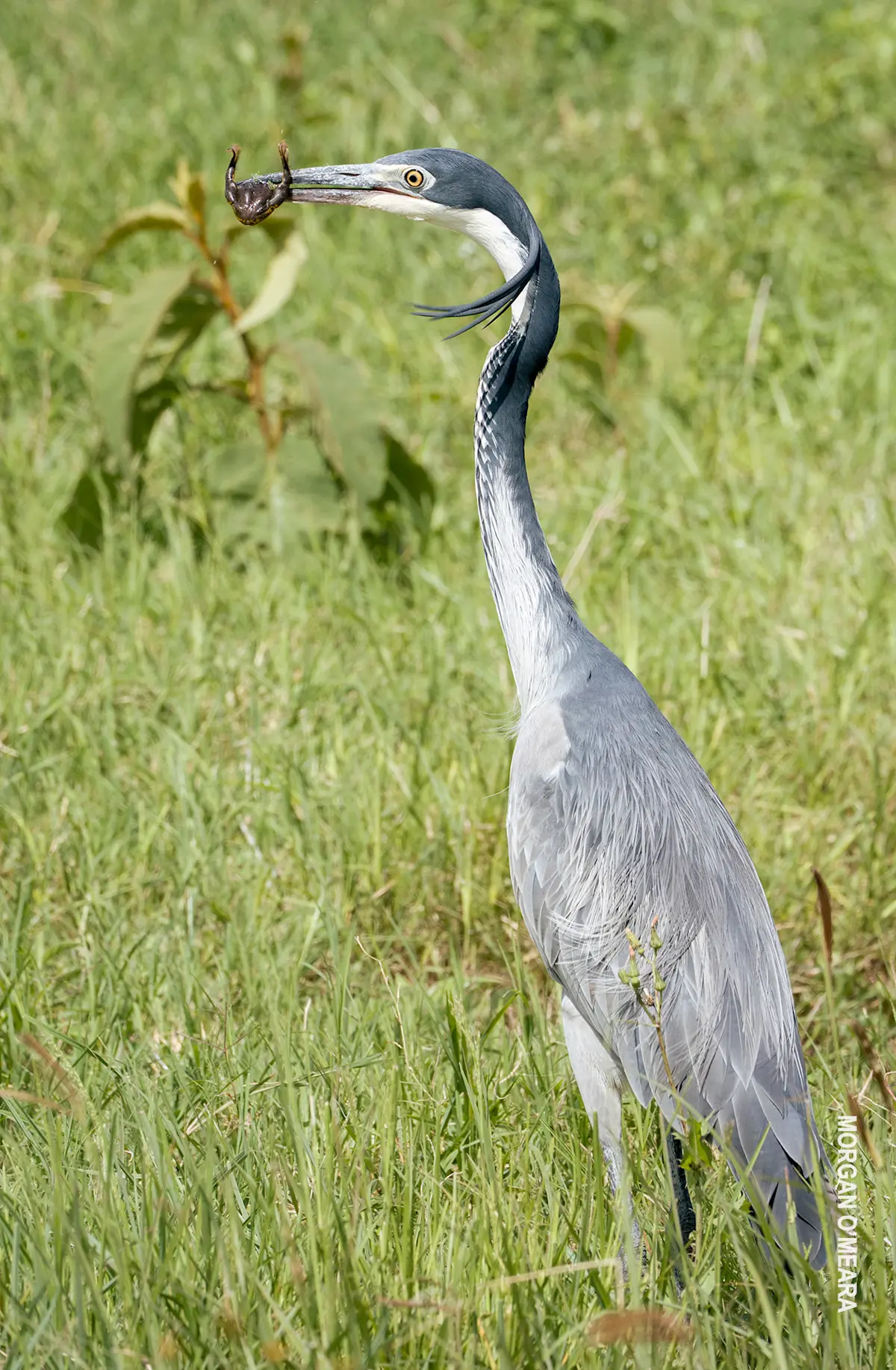 Black-headed heron holding a frog in its beak in tall grass