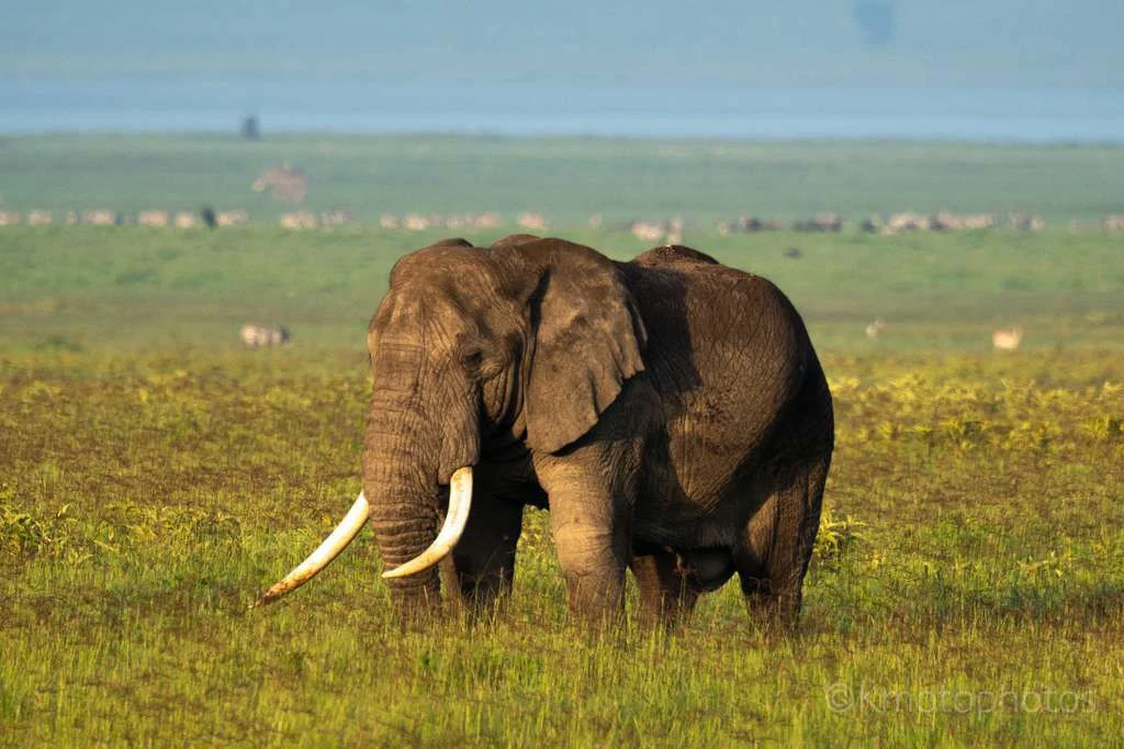 Elephant with long tusks on the grassy floor of Ngorongoro Crater