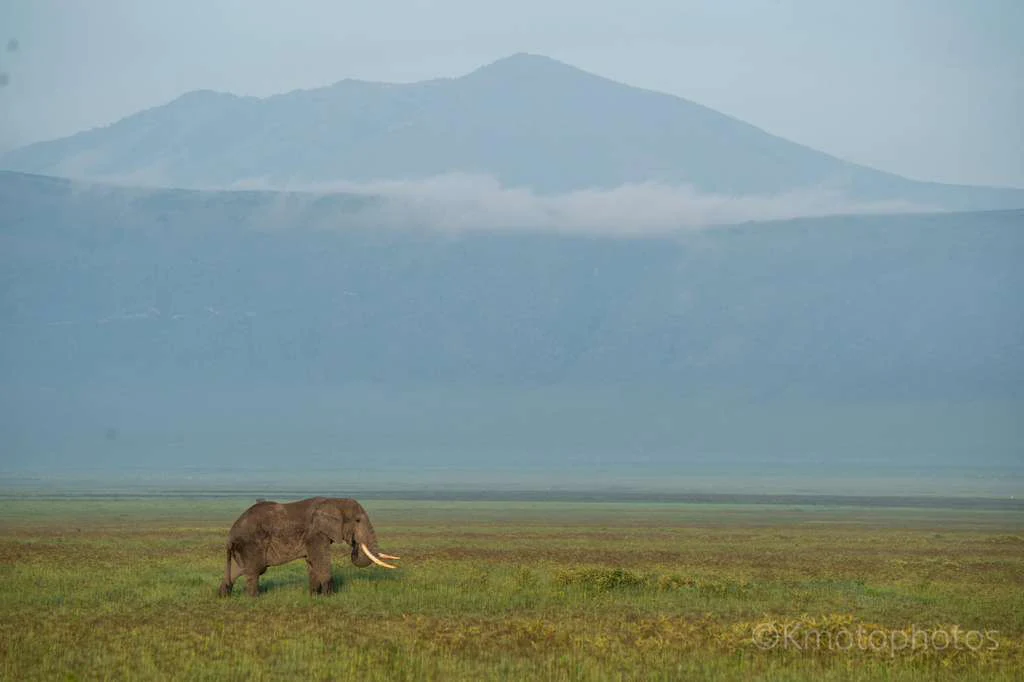 Lone elephant on the Ngorongoro Crater floor beneath misty crater walls
