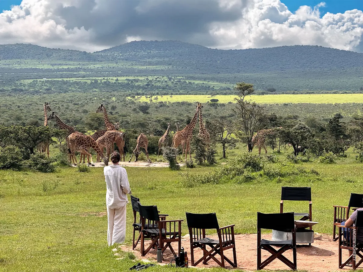 Woman watching a herd of giraffes at a waterhole beside camp chairs in the Eastern Serengeti