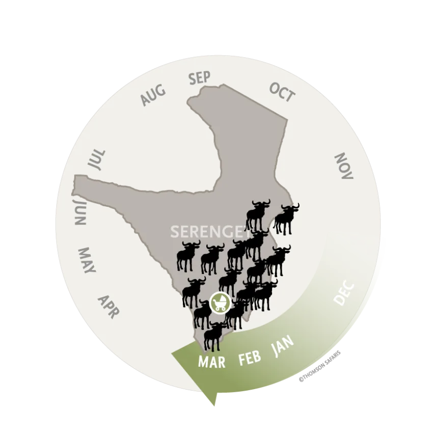 Map of the Serengeti showing the wildebeest herds on the southern plains for calving season, January to March