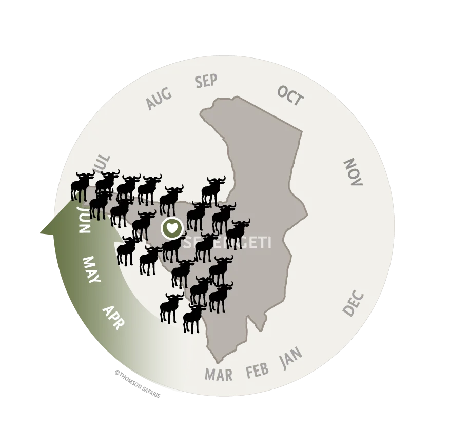 Map of the Serengeti showing the wildebeest herds in the western Serengeti for the rut, April to June