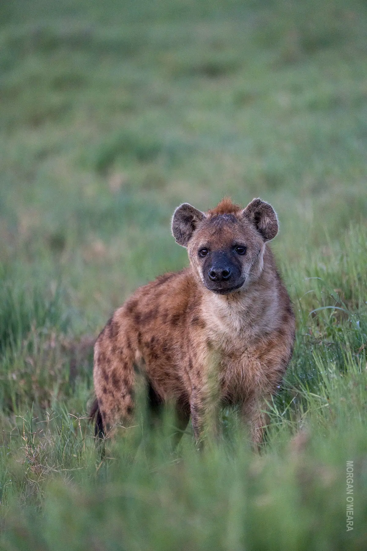 Spotted hyena standing in green grass