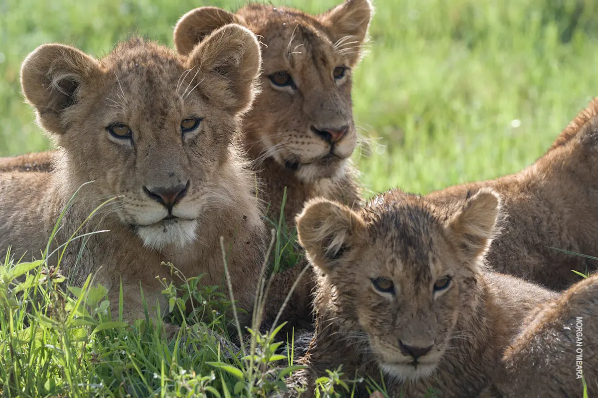 Three lion cubs resting together in green grass