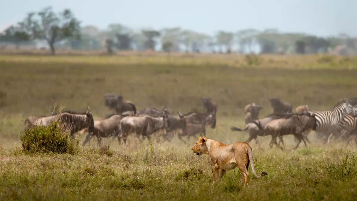 Lioness stalking a herd of wildebeest and zebras on the plains