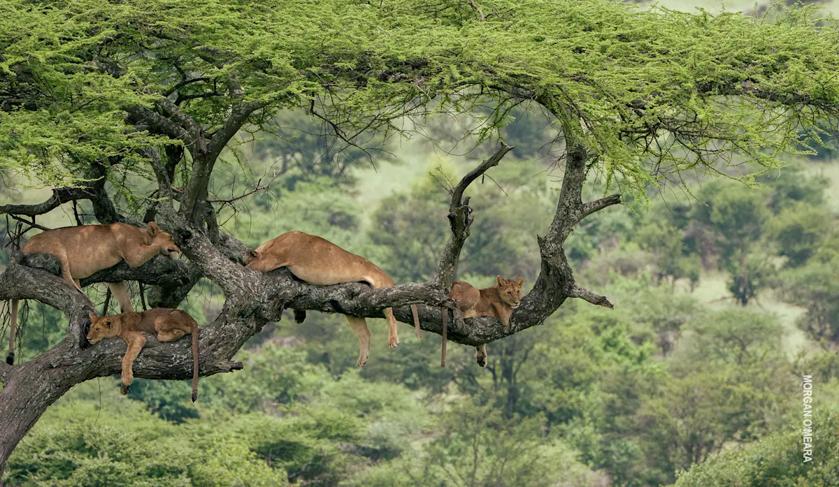 Lions resting on the branches of an acacia tree