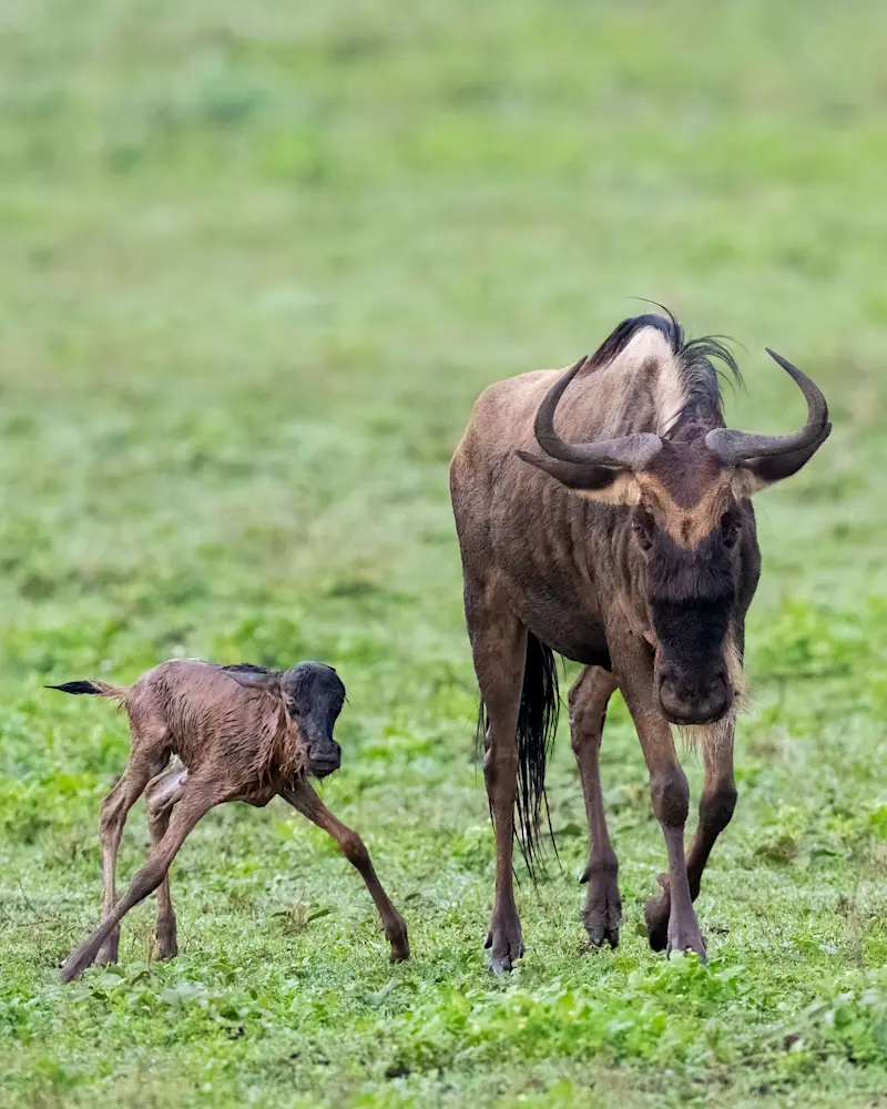 Newborn wildebeest calf taking wobbly steps beside its mother
