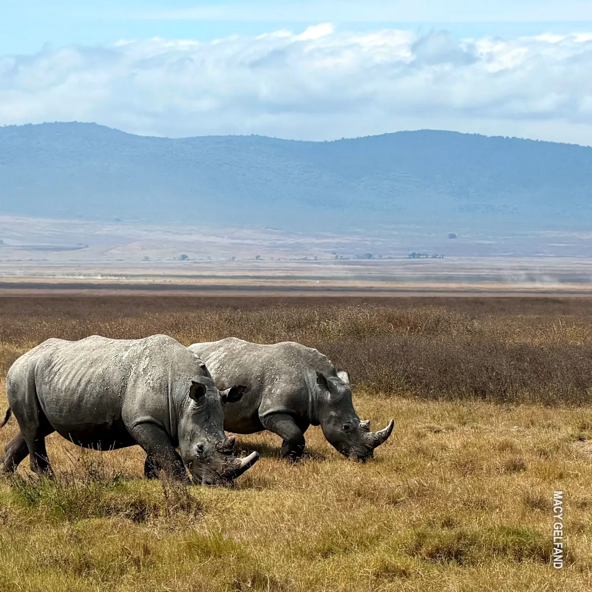 Two southern white rhinos grazing on the Ngorongoro Crater floor