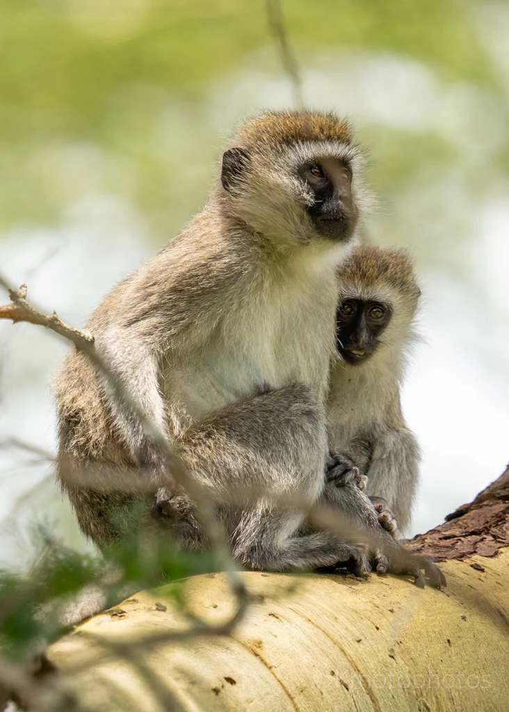 Vervet monkey holding its young on a tree branch