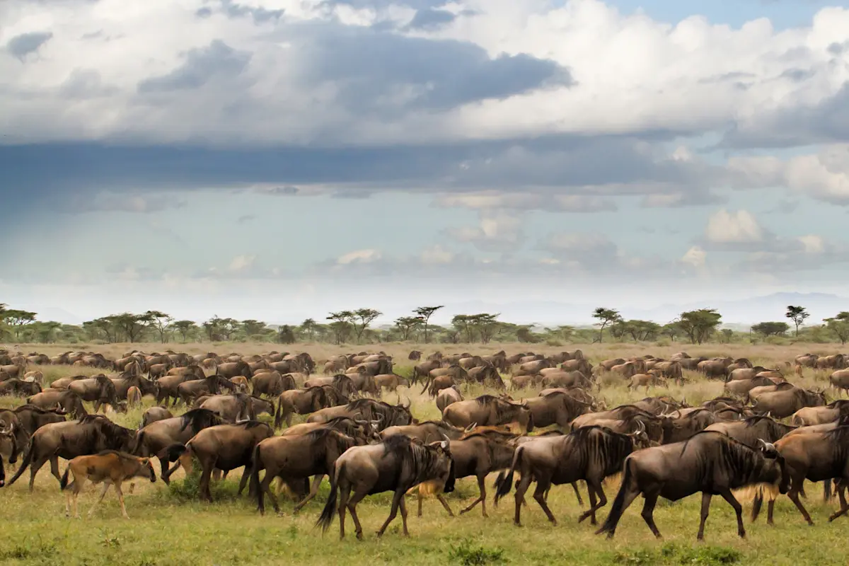 A wildebeest herd walking in a long line across green grassland, with scattered acacia trees on the horizon under towering clouds.