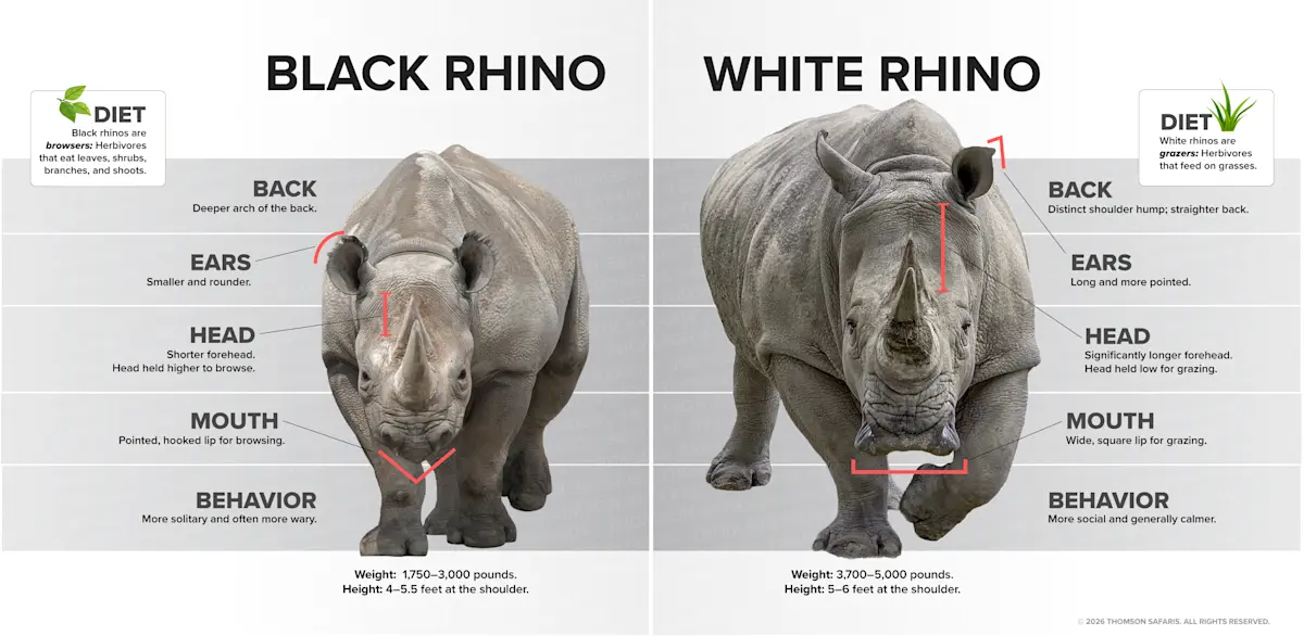 Infographic comparing black and white rhinos by back, ears, head, mouth, behavior, diet, weight, and height